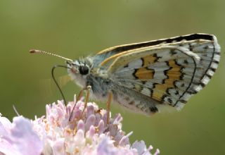 Sarbandl Zpzp (Pyrgus sidae)