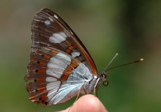 Akdeniz Hanmeli Kelebei (Limenitis reducta)