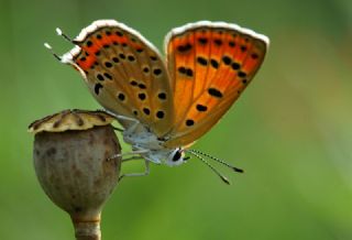 Kk Ate Gzeli (Lycaena thersamon)