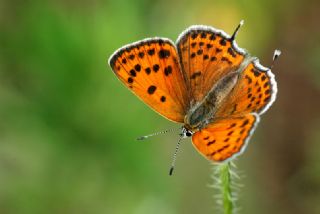 Kk Ate Gzeli (Lycaena thersamon)