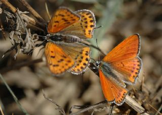 Kk Ate Gzeli (Lycaena thersamon)