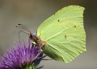 Orakkanat (Gonepteryx rhamni)