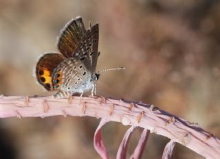 Mcevher Kelebei (Chilades trochylus)