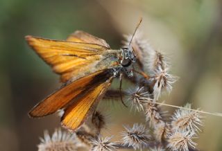 Sar Antenli Zpzp (Thymelicus sylvestris)