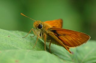 Orman Zpzp (Ochlodes sylvanus)