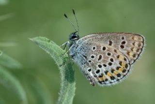 das Mavisi, Esmergz (Plebejus idas)