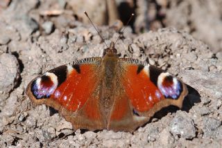 Tavus Kelebei (Inachis io)