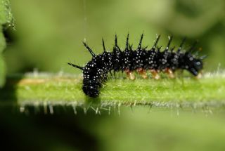Tavus Kelebei (Inachis io)