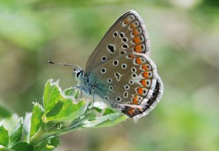 okgzl Mavi (Polyommatus icarus)