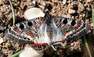 Yalanc Apollo (Archon apollinus)