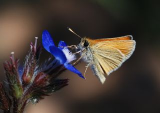 Siyah Antenli Zpzp (Thymelicus lineolus)