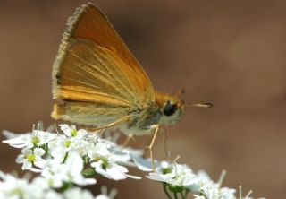 Siyah Antenli Zpzp (Thymelicus lineolus)