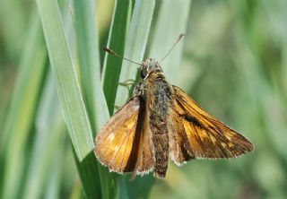 Gm Benekli Zpzp (Hesperia comma)