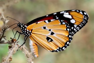 Sultan (Danaus chrysippus)