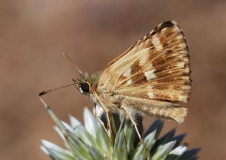 Akdeniz Zpzp (Muschampia proto)