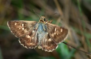 Akdeniz Zpzp (Muschampia proto)