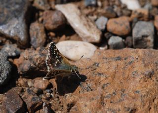 Kzl Zpzp (Spialia orbifer)