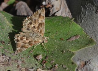 Hatmi Zpzp (Carcharodus alceae)