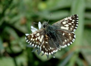 Ebegmeci Zpzp (Pyrgus malvae)