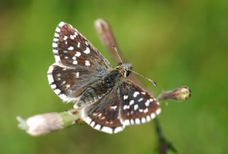 Ebegmeci Zpzp (Pyrgus malvae)