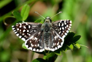 Ebegmeci Zpzp (Pyrgus malvae)