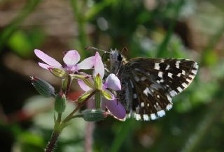 Ebegmeci Zpzp (Pyrgus malvae)