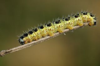 Byk Beyazmelek  (Pieris brassicae)