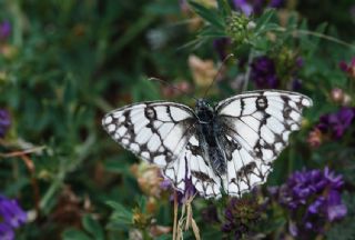 Uygur Melikesi (Melanargia russiae)