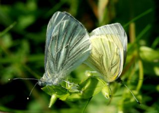 Yalanc Beyazmelek (Pieris pseudorapae)