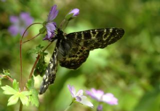 Kafkas Fistosu (Zerynthia caucasica)