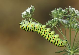 Krlangkuyruk (Papilio machaon)