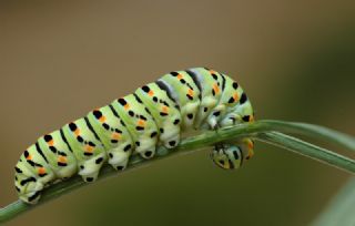 K�rlang��kuyruk&nbsp;(Papilio&nbsp;machaon)