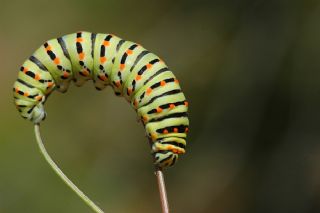 Krlangkuyruk (Papilio machaon)