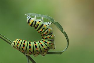 K�rlang��kuyruk&nbsp;(Papilio&nbsp;machaon)