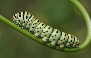 Krlangkuyruk (Papilio machaon)