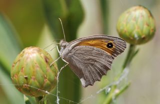 Esmerperi (Hyponephele lupina)