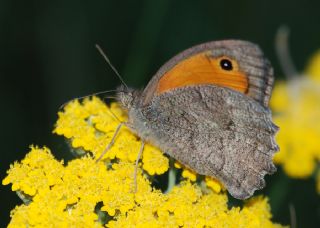 Kk Esmerperi (Hyponephele lycaon)