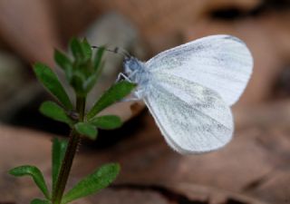 Narin Orman Beyaz (Leptidea sinapis)