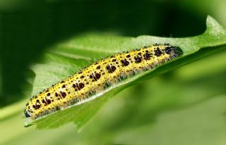 Byk Beyazmelek  (Pieris brassicae)