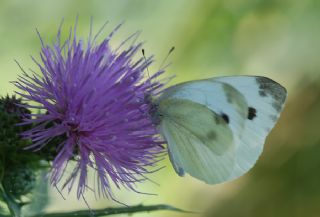 Yalanc Beyazmelek (Pieris pseudorapae)