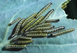 Byk Beyazmelek  (Pieris brassicae)