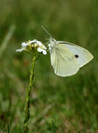 B�y�k Beyazmelek &nbsp;(Pieris&nbsp;brassicae)