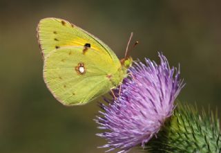 Sar Azamet (Colias croceus)