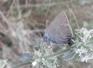 Byk Sevbeni (Satyrium ilicis)