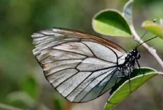 Al Beyaz (Aporia crataegi)