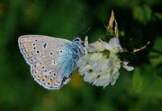 okgzl Amanda (Polyommatus amandus)