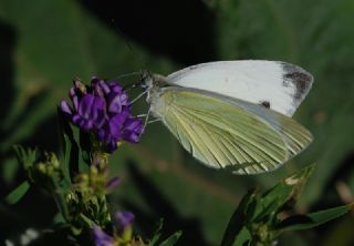 Yalanc Beyazmelek (Pieris pseudorapae)