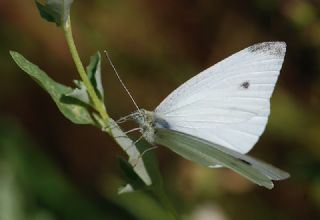 Kk Beyazmelek (Pieris rapae)