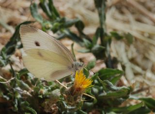 Kk Beyazmelek (Pieris rapae)