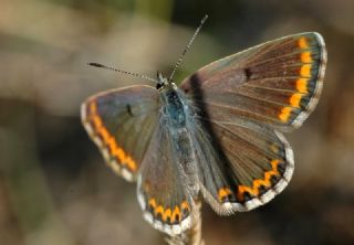 okgzl Anadolu Mavisi (Aricia crassipunctus)